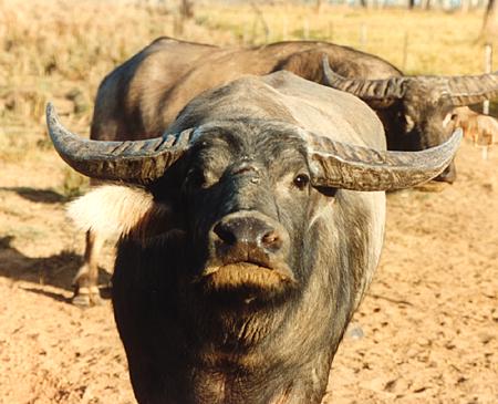 Wild buffalo roam the Australian outback