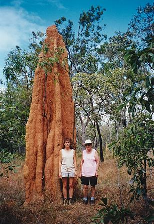 Cape York Termite Mound